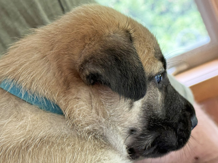 chinook puppy